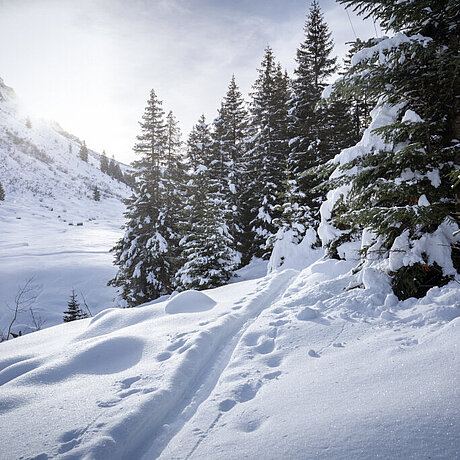 Winterlandschaft mit glitzernden Schneefeldern und Tannen in Gargellen Montafon 